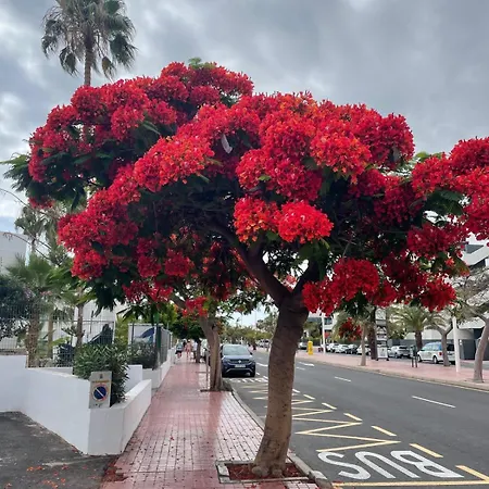 Aparthotel Yucca Fanabe Costa Adeje (Tenerife)